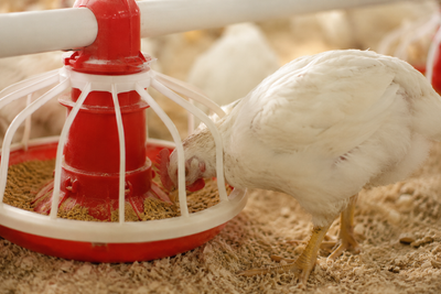 Bird Feeding Equipment's